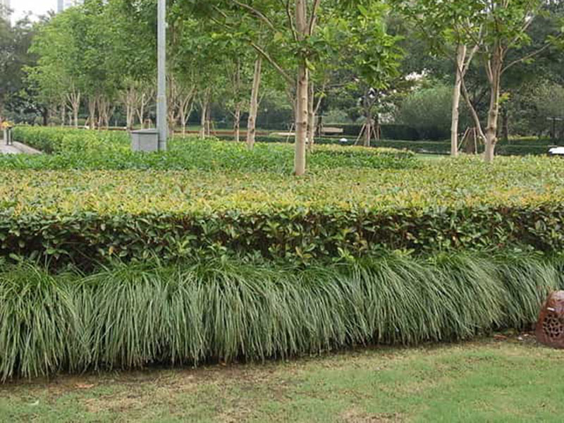 小區(qū)綠化養(yǎng)護服務